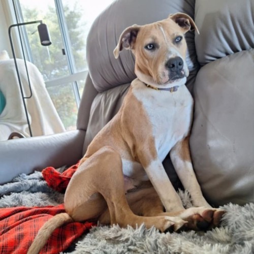 Pippa