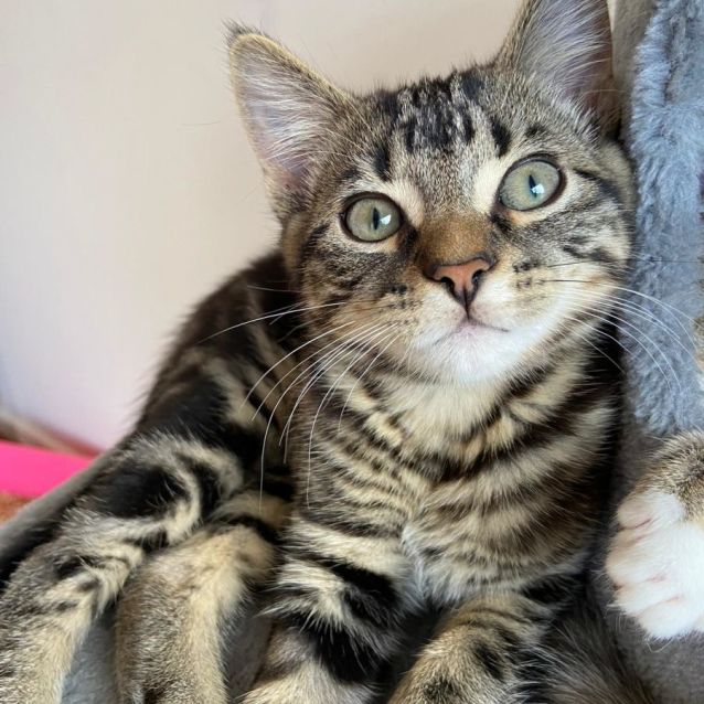 Photo of Arturo ^^Dandy Cat Rescue^^