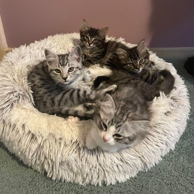 Photo of Skywalker (Located In Edithvale)