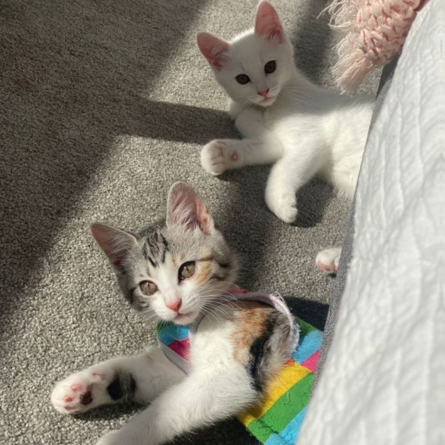 Photo of Waffle