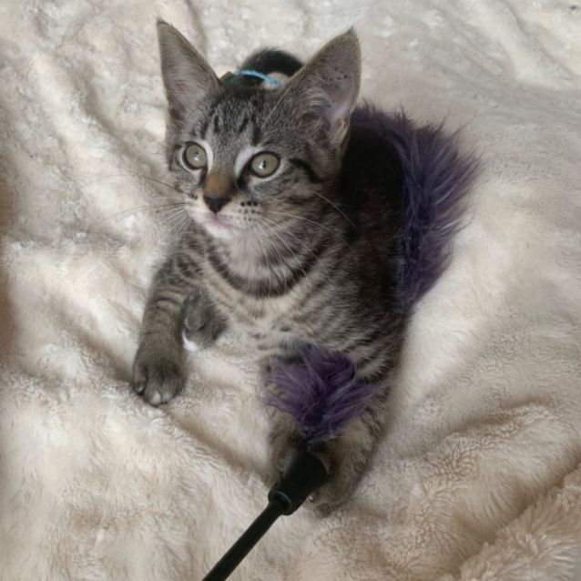 Photo of Billie 💙😺🎄