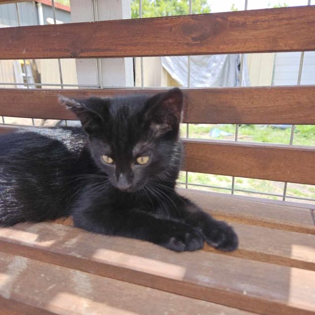 Photo of Asher **2nd Chance Cat Rescue**