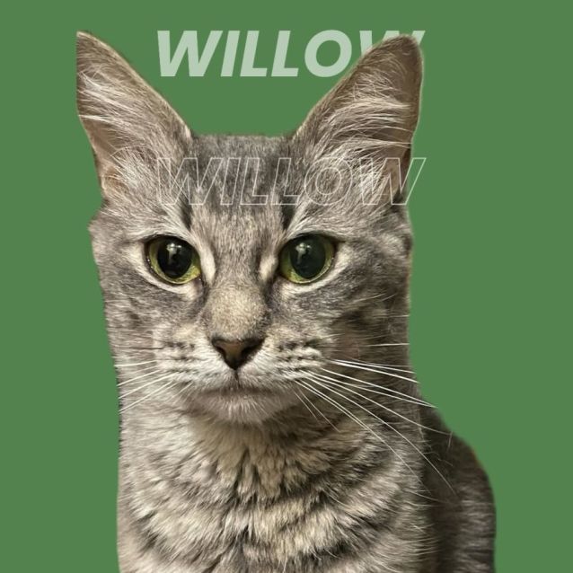 Photo of Willow
