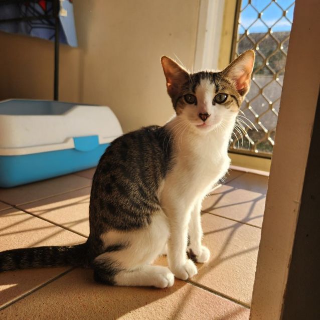 Photo of Scrooge Mc Cat