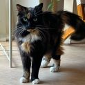Photo of Daisy Bear