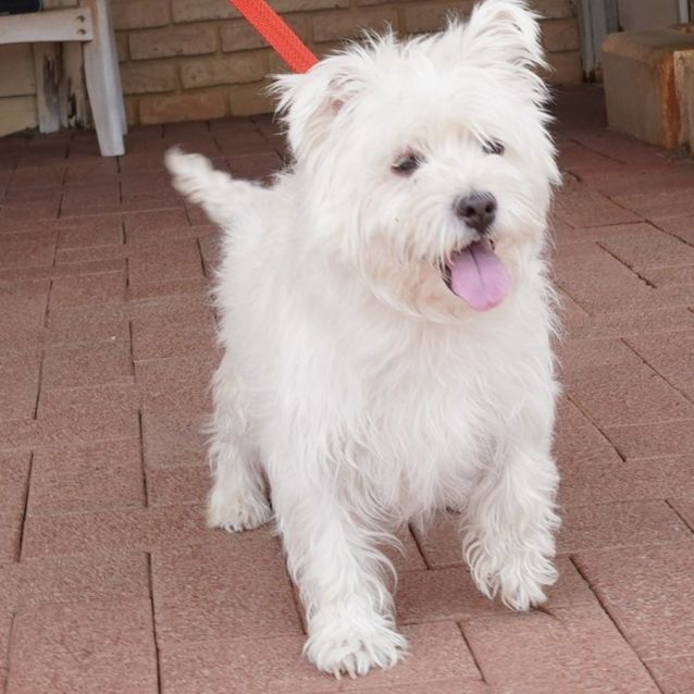 Photo of Winston