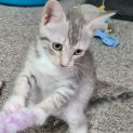 Photo of Poppy