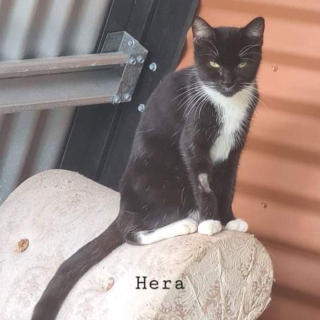 Photo of Hera