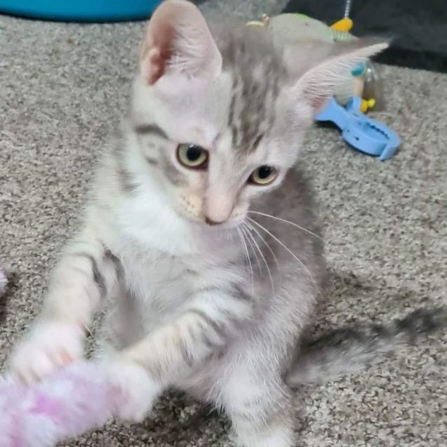 Photo of Poppy