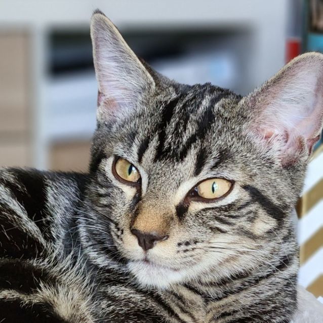 Photo of Duffy ^^Dandy Cat Rescue^^