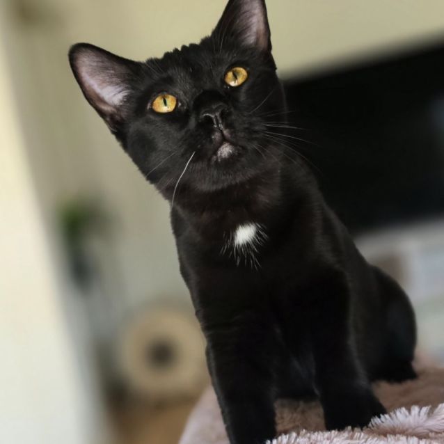 Photo of Jigglypuff (Located In Wantirna South)