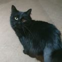 Photo of Jinx