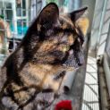 Photo of Nova