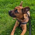 Photo of Mara