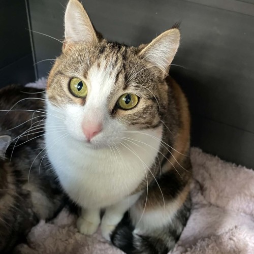 Honey Bunny ** 2nd Chance Cat Rescue **