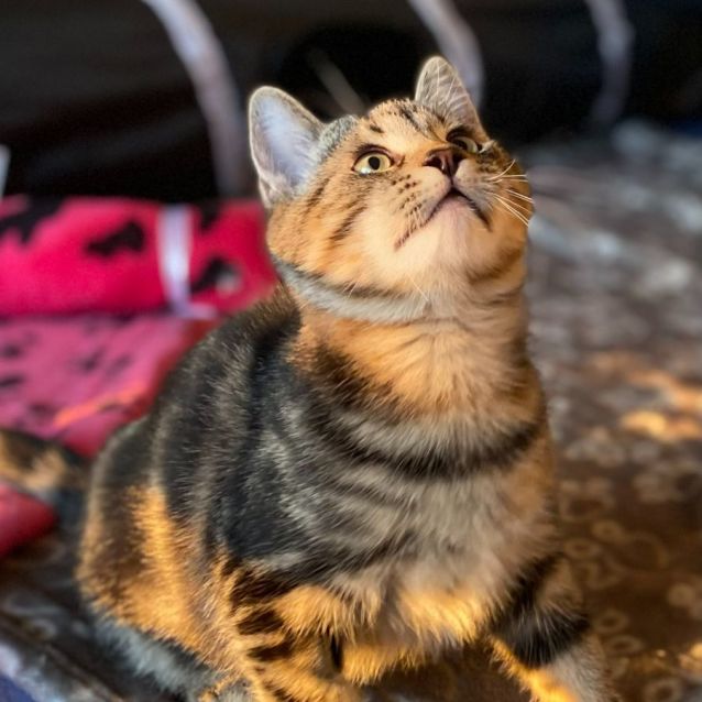 Photo of Bubbles & Crackles