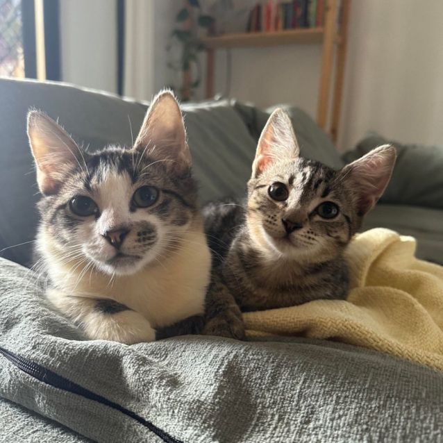 Photo of Sai (Saitama)