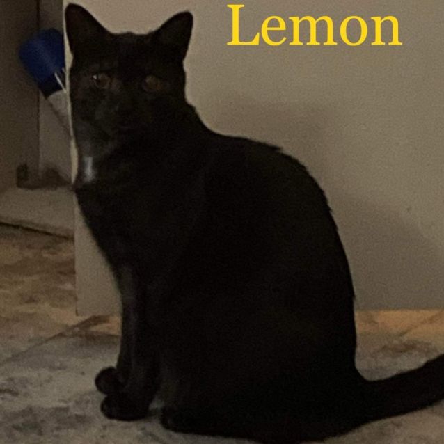 Photo of Lemon