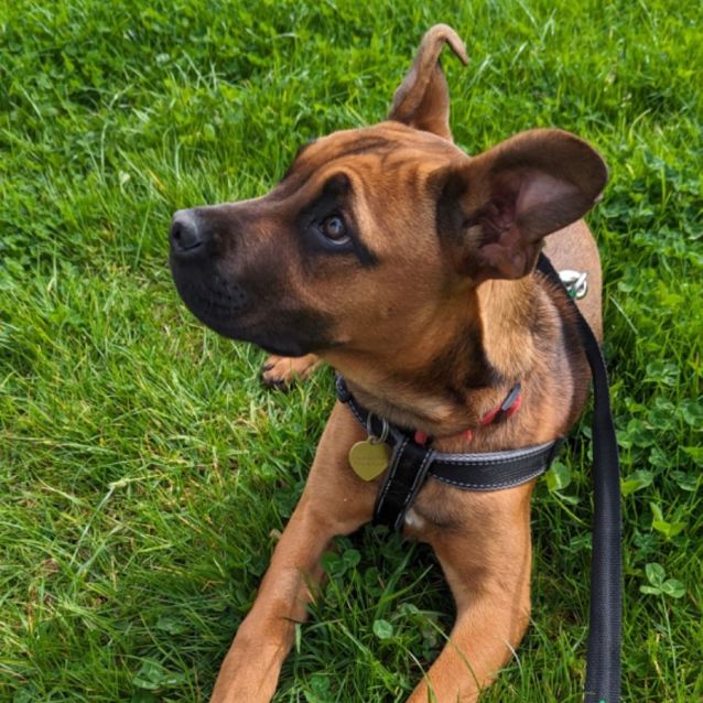 Photo of Mara