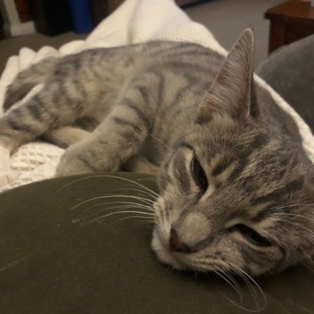 Photo of Theo (9803)