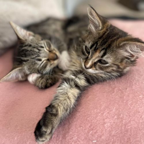 Storm & Rocky (Located in South Morang)