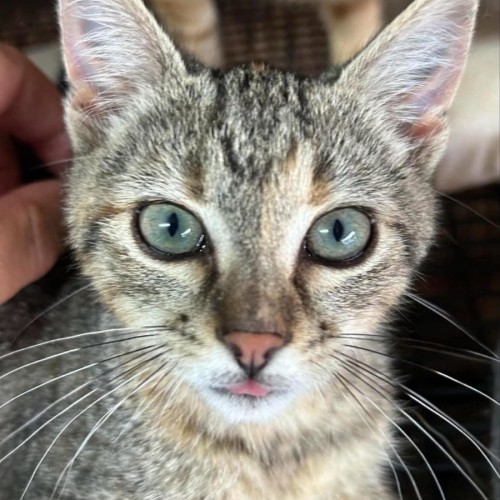 Stumpy (Has half a tail)