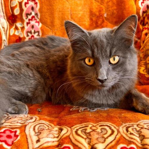 No photo for Mr Mittens