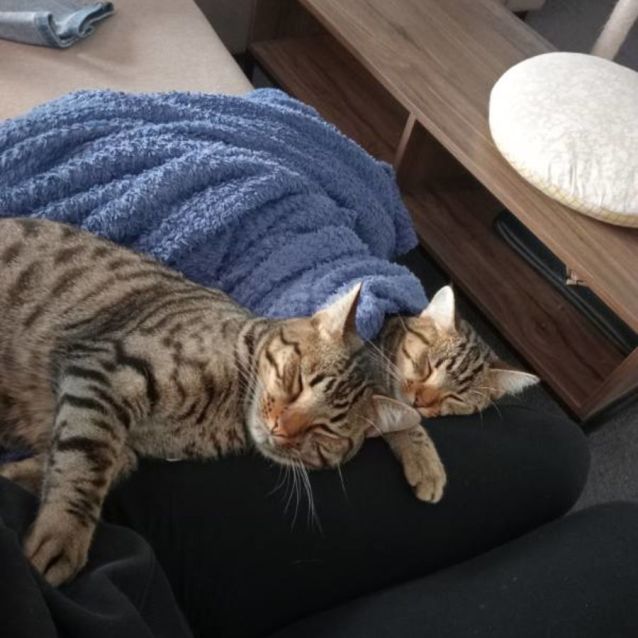Photo of Sid And Milly Meet Me At Petstock Dandenong 