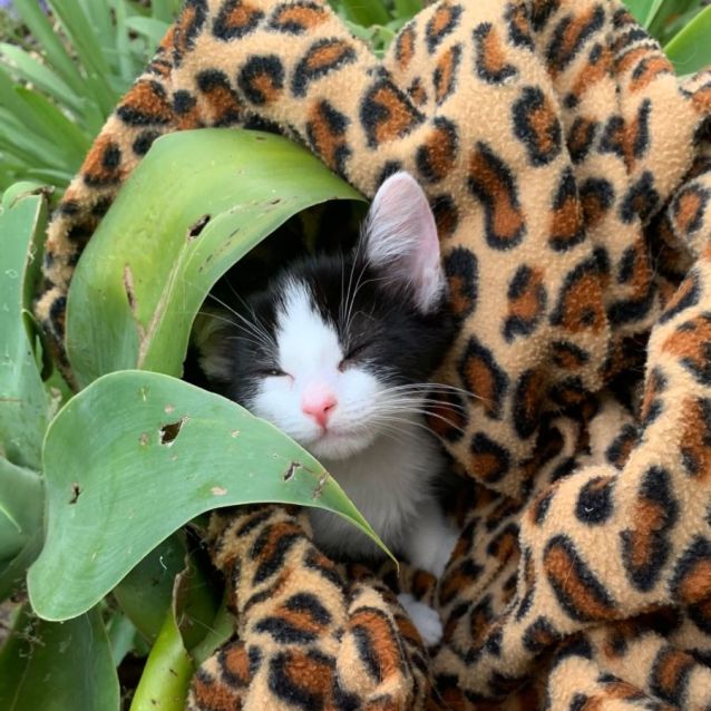 Photo of Jake 😺😺😺