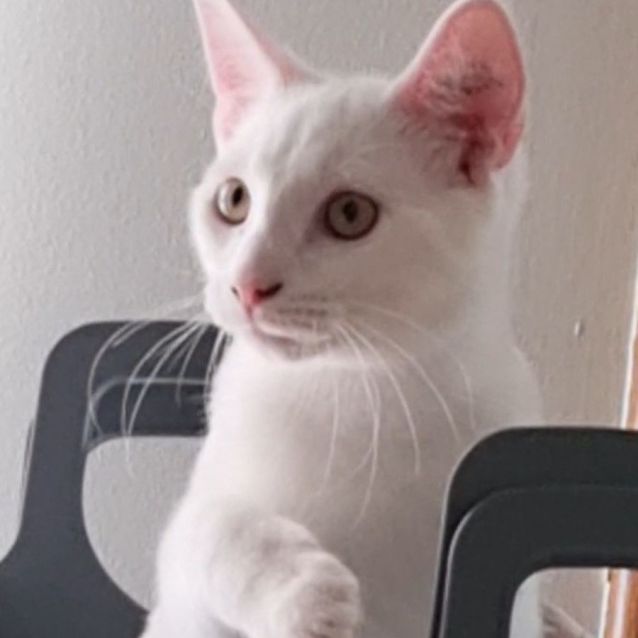 Photo of Cat, Dog, Child Friendly!  Jasper 💙