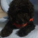 Photo of Domino