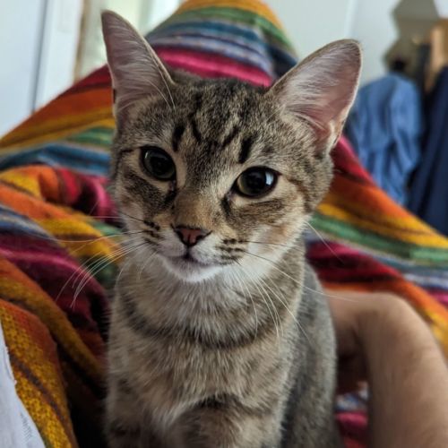 Biscuit 