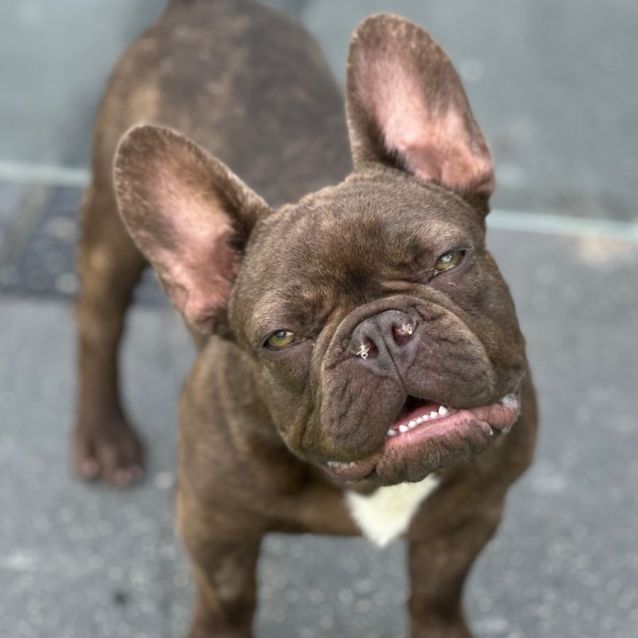 Photo of Winston 🐶