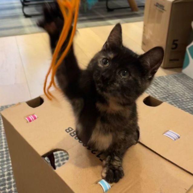 Photo of Sweet Nutmeg