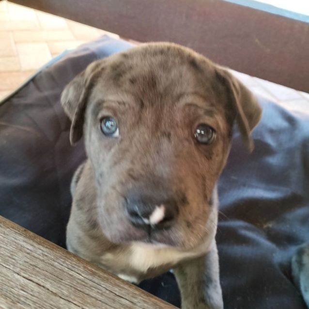 Photo of D886 Chrissy