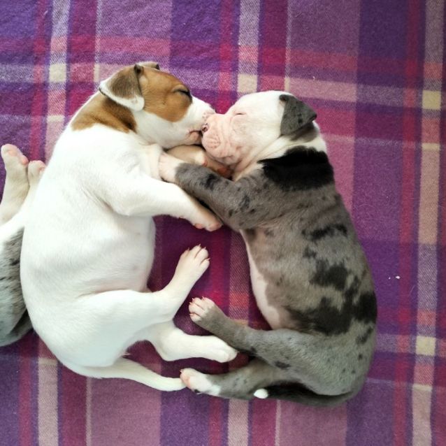 Photo of D894 Frankie