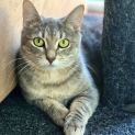 Photo of Bella ** 2nd Chance Cat Rescue**