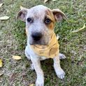 Photo of Josie