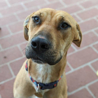 Medium Female Staffordshire Bull Terrier x Labrador Mix Dog