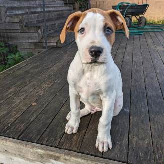 Large Male American Bulldog Mix Dog