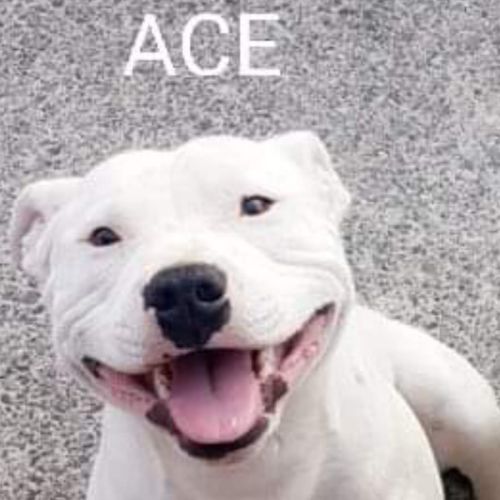 Ace