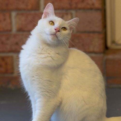 Puddy ** 2nd Chance Cat Rescue**