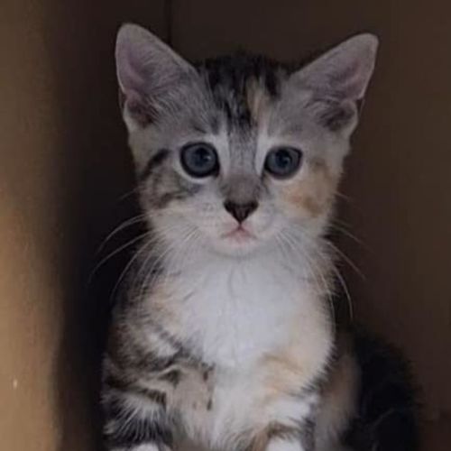 Kali