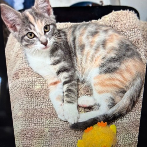 Mimi meet me @petstock keysborough store