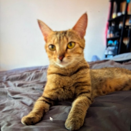 Kiki meet me@petstock keysborough store