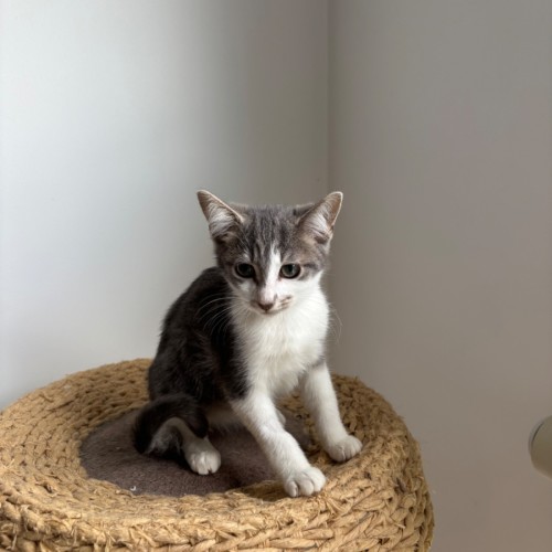 Larry meet me@Petstock Hastings store