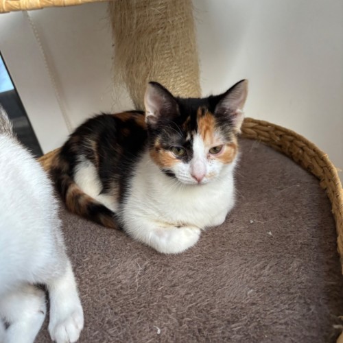 Coco meet me@Petstock Mornington store Nepean HWY