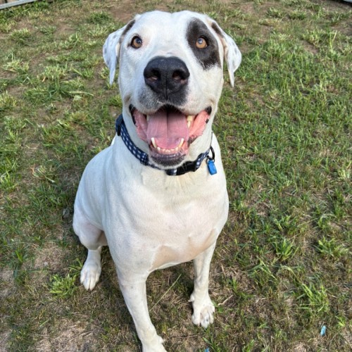 Patches - Bull Arab Dog