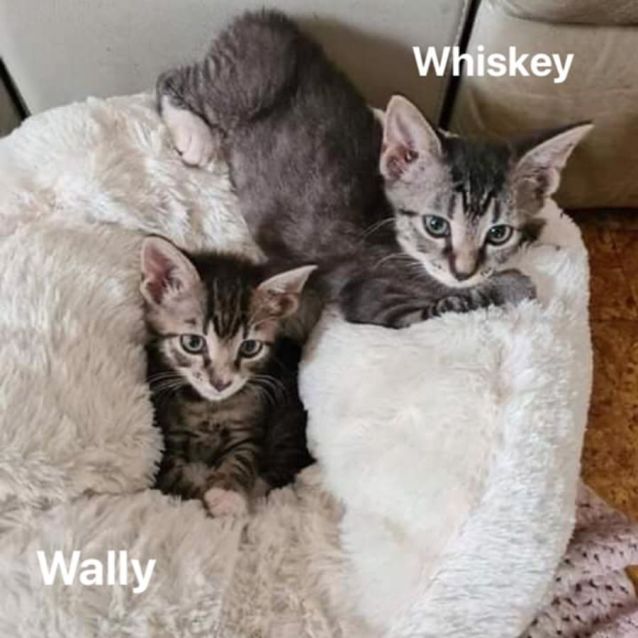Photo of Wally