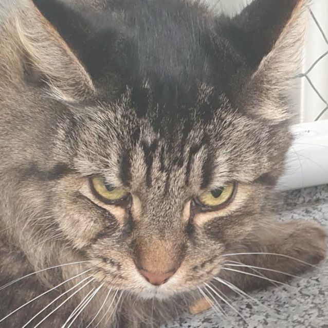 Photo of Paco   Senior Maine Coon Cross